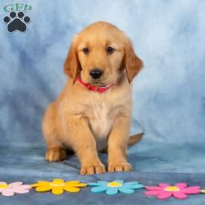 Rose, Golden Retriever Puppy