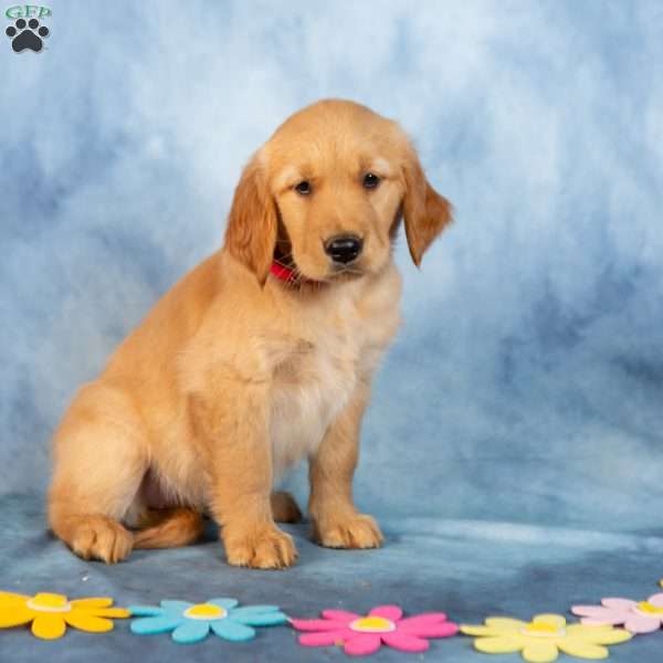 Rose, Golden Retriever Puppy