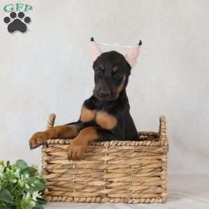 Sunbeam, Doberman Pinscher Puppy