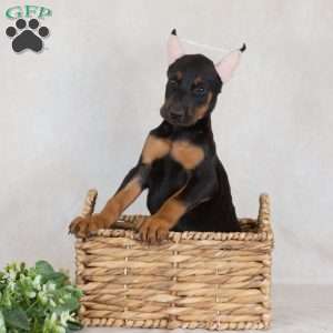 Sunbeam, Doberman Pinscher Puppy