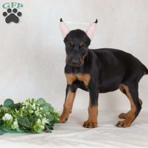 Sunbeam, Doberman Pinscher Puppy
