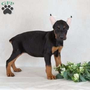 Sunbeam, Doberman Pinscher Puppy
