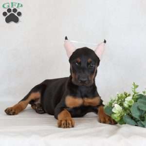 Sunbeam, Doberman Pinscher Puppy