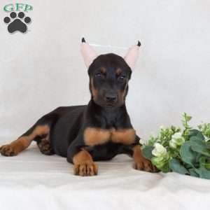 Sunbeam, Doberman Pinscher Puppy