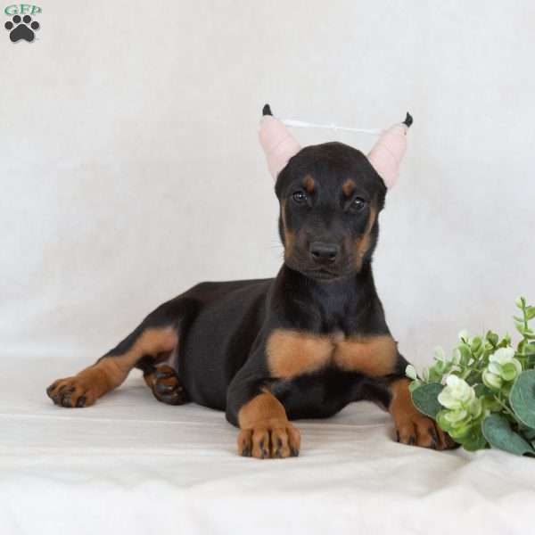 Sunbeam, Doberman Pinscher Puppy