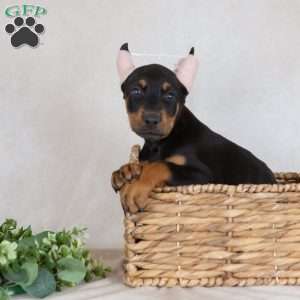 Savige, Doberman Pinscher Puppy