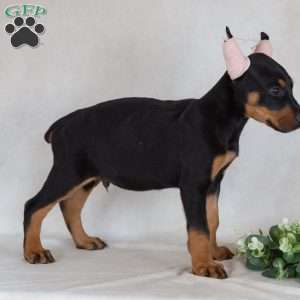 Savige, Doberman Pinscher Puppy