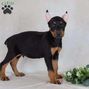Savige, Doberman Pinscher Puppy