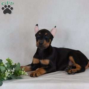 Savige, Doberman Pinscher Puppy