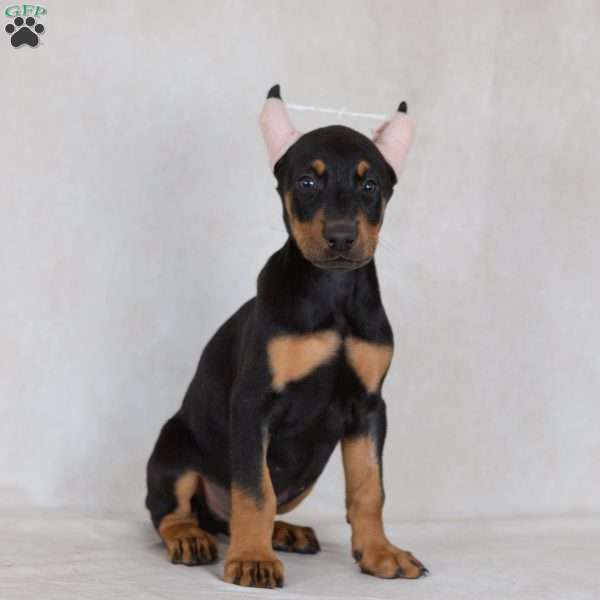 Savige, Doberman Pinscher Puppy