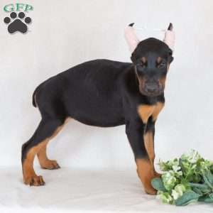 Sandy, Doberman Pinscher Puppy
