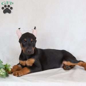 Sandy, Doberman Pinscher Puppy
