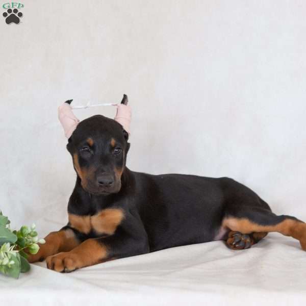 Sandy, Doberman Pinscher Puppy