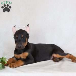 Sandy, Doberman Pinscher Puppy
