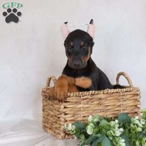 Sandy, Doberman Pinscher Puppy