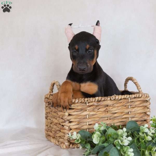 Sandy, Doberman Pinscher Puppy
