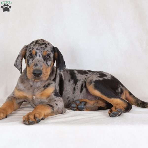 Warrior, Catahoula mix Puppy