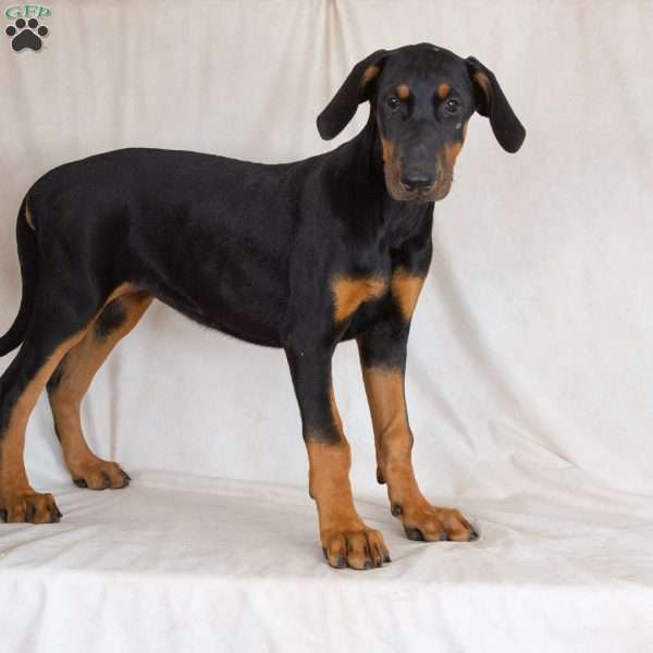 Ronnie, Doberman Mix Puppy