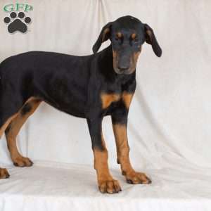 Ronnie, Doberman Mix Puppy