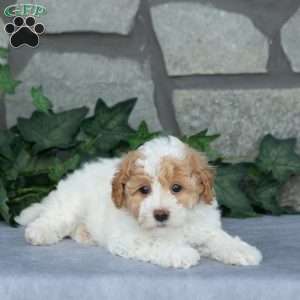 Cotton, Maltipoo Puppy