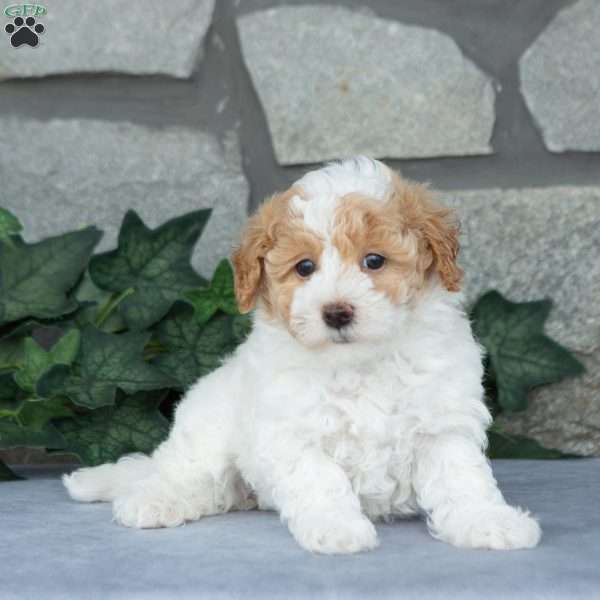 Cotton, Maltipoo Puppy