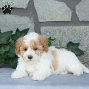 Cotton, Maltipoo Puppy