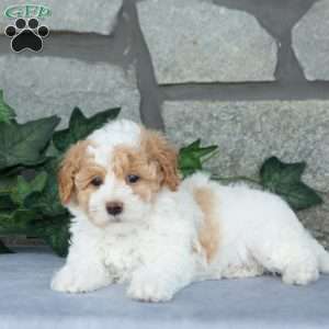Cotton, Maltipoo Puppy