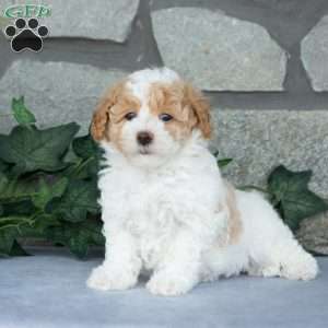 Cotton, Maltipoo Puppy