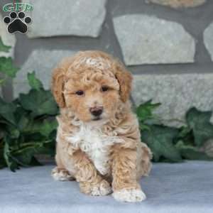 Candy, Maltipoo Puppy