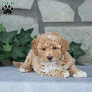 Candy, Maltipoo Puppy