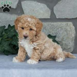Candy, Maltipoo Puppy