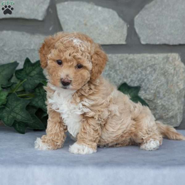 Candy, Maltipoo Puppy