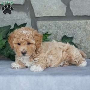 Candy, Maltipoo Puppy