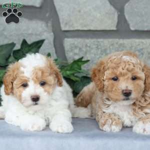 Candy, Maltipoo Puppy