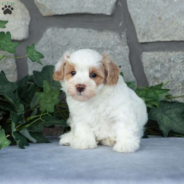 Ethan, Maltipoo Puppy