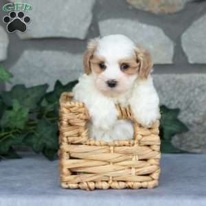 Ernest, Maltipoo Puppy
