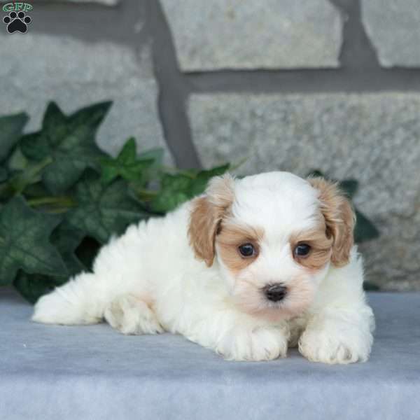 Ernest, Maltipoo Puppy