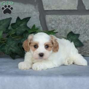 Ernest, Maltipoo Puppy