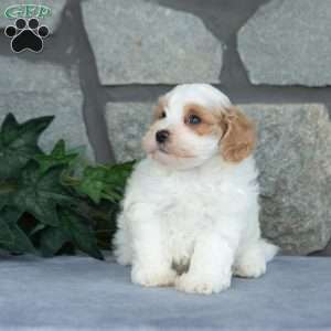 Ernest, Maltipoo Puppy