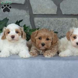 Ernest, Maltipoo Puppy