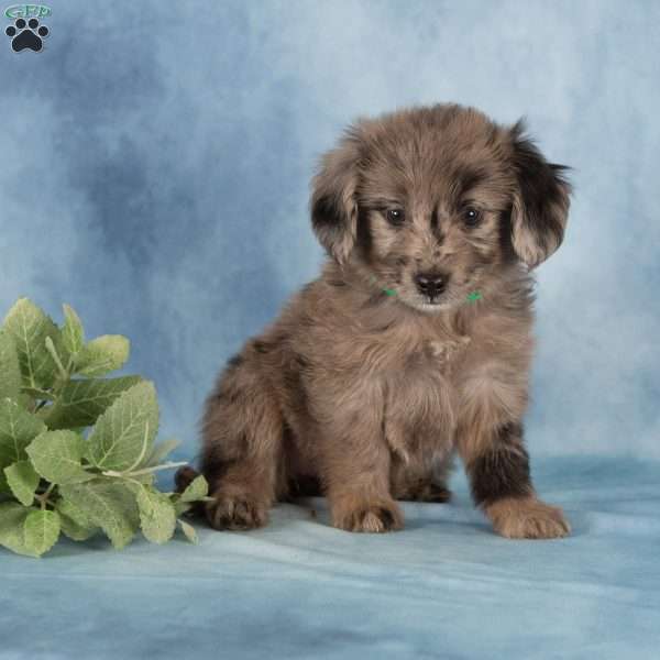 Piper, Miniature Australian Shepherd Mix Puppy
