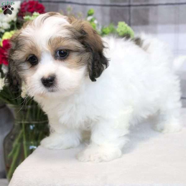 Eddie, Teddy Bear Puppy