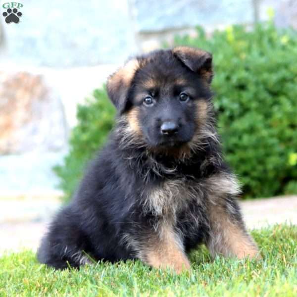 Eddie, German Shepherd Puppy