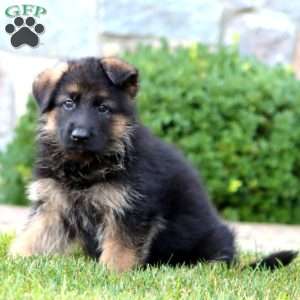 Eddie, German Shepherd Puppy