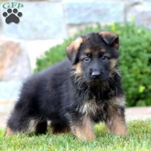 Eddie, German Shepherd Puppy