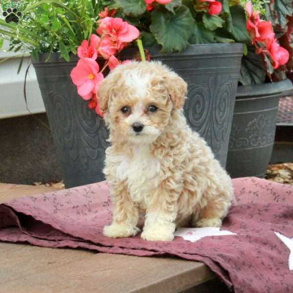 Eden, Toy Poodle Puppy