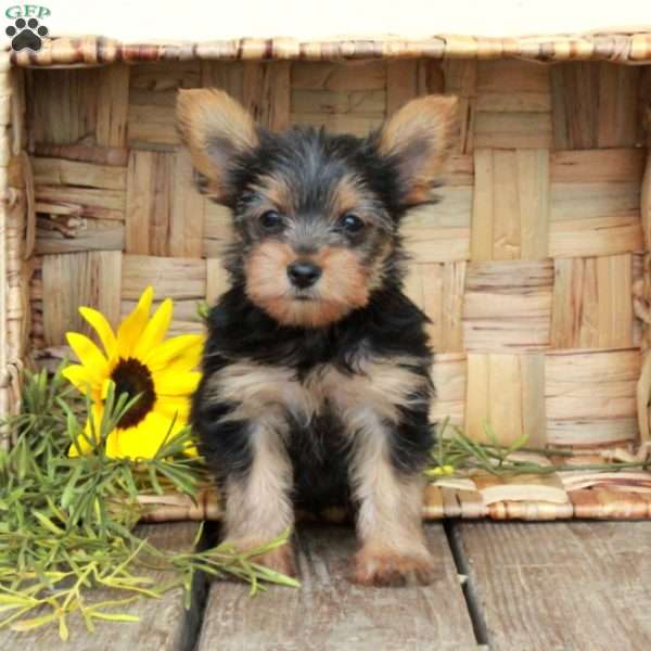Edgar, Yorkie Puppy
