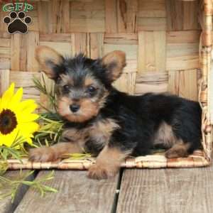Edgar, Yorkie Puppy