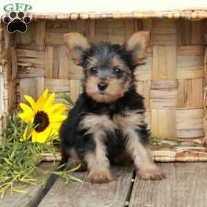 Edgar, Yorkie Puppy