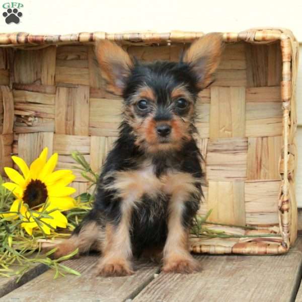 Edwin, Yorkie Puppy